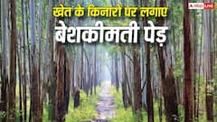 खेत के किनारों पर लगाएं बेशकीमती पेड़, फसल के साथ-साथ तैयार होगा करोड़ों का 'फिक्स्ड डिपॉजिट'
