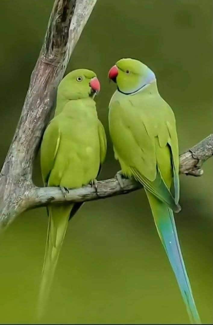 చిలుకల జంటలో ఓ చిలుక చనిపోతే వేరే చిలుకను జంటగా వెతుక్కోదు..జీవితాంతం ఒంటరిగా ఉండిపోతుంది..గోరింక కూడా అంతే..