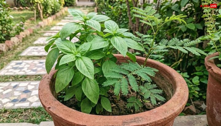 वास्तु शास्त्र के अनुसार तुलसी और शमी को घर में आसपास रख सकते हैं लेकिन इसे कभी भी एक ही गमले में लगाने की भूल न करें. इससे इनकी ऊर्जा असंतुलित हो जाती है और शुभ प्रभाव नहीं पड़ता.