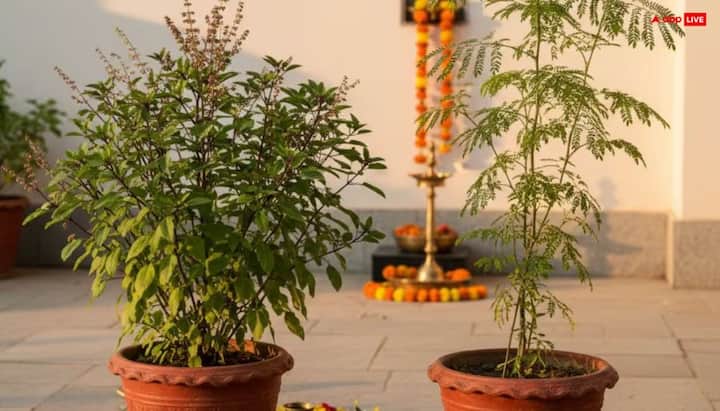 तुलसी का पौधा पूर्व या उत्तर दिशा में रखना शुभ माना जाता है. वहीं शमी के पौधे के लिए दक्षिण-पश्चिम दिशा उपयुक्त मानी जाती है. वास्तु अनुसार सही दिशा में लगाए गए पौधे घर में सुख-समृद्धि लाते हैं.