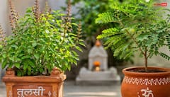Vastu Tips: तुलसी के साथ इस पौधे को लगाने की भूल न करें, चली जाएगी घर की बरकत, कष्ट नहीं होंगे कम!