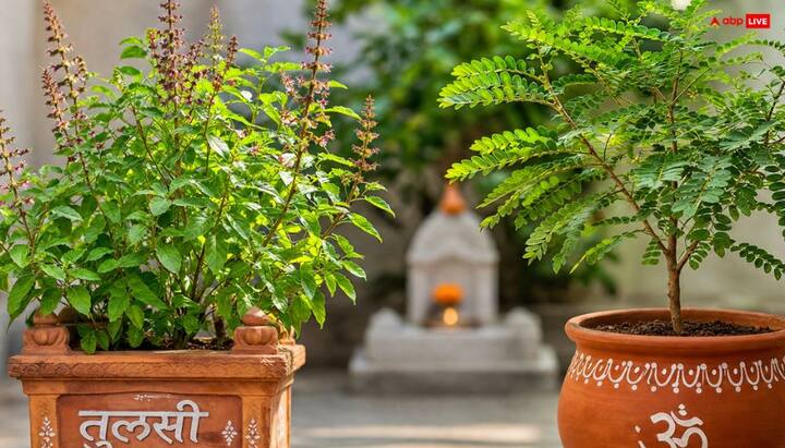 तुलसी को मां लक्ष्मी का प्रतीक माना जाता है, जबकि शमी का संबंध शनि देव से है. इन दोनों पौधों की उपस्थिति घर में सकारात्मक वातावरण बनाए रखने में सहायक मानी जाती है. शनि दोष से छुटकारा पाने के लिए शिव जी और शनि देव को शमी पत्र अर्पित करना चाहिए. वहीं धन आवक के लिए तुलसी पूजन अचूक है.