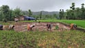 Raigad Rain Rice Farming: चिंब पावसानं रान झालं आबादानी! रायगडमध्ये मुसळधार पाऊस, शेतात भात लावणीच्या कामाला वेग