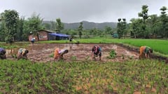 Raigad Rain Rice Farming: चिंब पावसानं रान झालं आबादानी! रायगडमध्ये मुसळधार पाऊस, शेतात भात लावणीच्या कामाला वेग