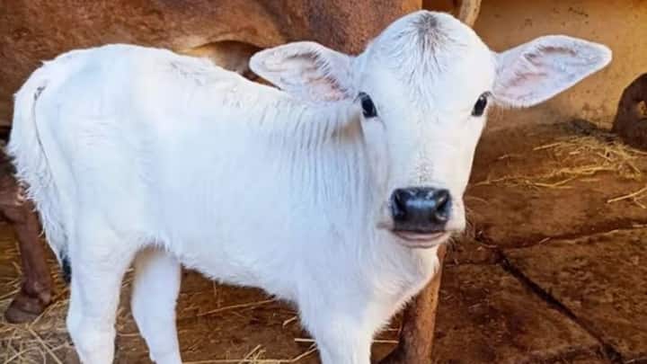 बरसात के दिनों में बछड़ों को सीधे ठंडी हवा के झोंकों और बौछारों से बचाना बेहद जरूरी है. रात के समय उनके बाड़े को तिरपाल या टाट के बोरों से ढक दें ताकि अंदर का तापमान मेंटेन रहे. बछड़ों के शरीर को गर्माहट मिलने से उन्हें निमोनिया जैसी सांस की बीमारियों का खतरा नहीं रहता.