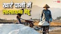 Salt Tolerant Wheat: समुद्र के खारे पानी से उगेगी गेहूं की फसल! वैज्ञानिकों ने ढूंढा मरुस्थल को हरा-भरा करने का जादुई फॉर्मूला