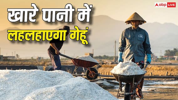 Salt Tolerant Wheat: समुद्र के खारे पानी से उगेगी गेहूं की फसल! वैज्ञानिकों ने ढूंढा मरुस्थल को हरा-भरा करने का जादुई फॉर्मूला Salt Tolerant Wheat: समुद्र के खारे पानी से उगेगी गेहूं की फसल! वैज्ञानिकों ने ढूंढा मरुस्थल को हरा-भरा करने का जादुई फॉर्मूला