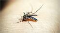Monsoon Mosquito Prevention : వర్షాకాలంలో దోమల బెడదను తగ్గించేందుకు ఇంట్లో ఇలా చేయండి.. బెస్ట్ హోమ్ టిప్స్ ఇవే