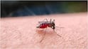 Dengue Disease : ৪-৬০ বছর বয়সীদের ডেঙ্গি ঠেকাতে বড় পদক্ষেপ ভারতের, QDENGA-কে ছাড়পত্র