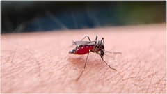Monsoon Mosquito Prevention : వర్షాకాలంలో దోమల బెడదను తగ్గించేందుకు ఇంట్లో ఇలా చేయండి.. బెస్ట్ హోమ్ టిప్స్ ఇవే