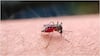 Monsoon Mosquito Prevention : వర్షాకాలంలో దోమల బెడదను తగ్గించేందుకు ఇంట్లో ఇలా చేయండి.. బెస్ట్ హోమ్ టిప్స్ ఇవే