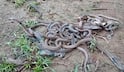 Nagpur Snakes: एक-दोन नव्हे, एकाच घरात आढळले चक्क 40 नागांची पिल्ले, कुटुंबीयांची बोबडीच वळली; दोन विषारी नागही जेरबंद, नागपूरच्या रामटेकमध्ये खळबळ