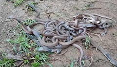 Nagpur Snakes: एक-दोन नव्हे, एकाच घरात आढळले चक्क 40 नागांची पिल्ले, कुटुंबीयांची बोबडीच वळली; दोन विषारी नागही जेरबंद, नागपूरच्या रामटेकमध्ये खळबळ