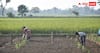 Broccoli Farming Tips: बड़े होटलों की पहली पसंद, नॉर्मल गोभी से 5 गुना ज्यादा मुनाफा देगी इस विदेशी सब्जी की खेती