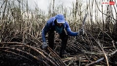 Ethanol Cost: एक लीटर एथेनॉल बनाने में कितना आता है खर्च, इससे कितनी कमाई कर लेगा कंपनी मालिक?