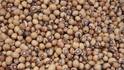 Vegetarian Protein Sources: नॉनवेज नहीं खाते तो इन वेज ऑप्शन पर तुरंत हो जाएं शिफ्ट, दूर हो जाएगी अमीनो एसिड्स की कमी
