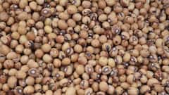 Vegetarian Protein Sources: नॉनवेज नहीं खाते तो इन वेज ऑप्शन पर तुरंत हो जाएं शिफ्ट, दूर हो जाएगी अमीनो एसिड्स की कमी