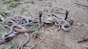 Nagpur Snakes: एक-दोन नव्हे, एकाच घरात आढळले चक्क 40 नागांची पिल्ले, कुटुंबीयांची बोबडीच वळली; दोन विषारी नागही जेरबंद, नागपूरच्या रामटेकमध्ये खळबळ