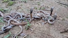 Nagpur Snakes: एक-दोन नव्हे, एकाच घरात आढळले चक्क 40 नागांची पिल्ले, कुटुंबीयांची बोबडीच वळली; दोन विषारी नागही जेरबंद, नागपूरच्या रामटेकमध्ये खळबळ