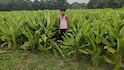Low cost farming: ये हैं कम लागत वाली 10 फसलें, जो बदल सकती हैं किसानों की जिंदगी