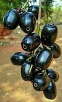 Jamun Rain: मुंबईच्या पावसात जांभळाचंही झाड पडलं; सोशल मीडियातही ट्रेंड, जांभळाच्या नावाने व्हायरल होतायत मिम्स
