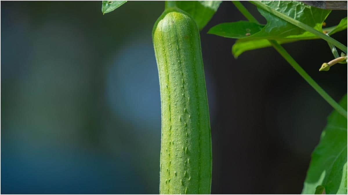 Vegetables In Monsoon : వర్షాకాలంలో తాజా కూరగాయలు ఎలా కొనాలి? ఉల్లిపాయ, వంకాయ వంటివి కొనేటప్పుడు ఈ టిప్స్ ఫాలో అవ్వండి