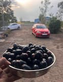 Jamun Rain: मुंबईच्या पावसात जांभळाचंही झाड पडलं; सोशल मीडियातही ट्रेंड, जांभळाच्या नावाने व्हायरल होतायत मिम्स