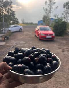 Jamun Rain: मुंबईच्या पावसात जांभळाचंही झाड पडलं; सोशल मीडियातही ट्रेंड, जांभळाच्या नावाने व्हायरल होतायत मिम्स
