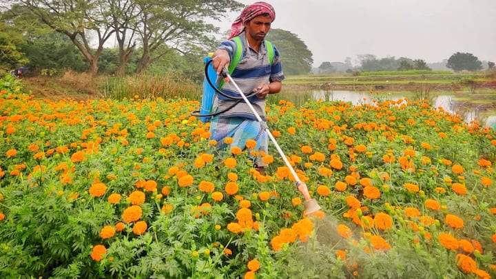 भारत एक धार्मिक देश हैं, जहां गेंदे के फूलों की मांग सालों साल बनी रहती है. यहां पर समय-समय पर शादी-ब्याह से लेकर पूजा पाठ तक हर जगह गेंदे के फूल कि मांग कभी भी कम नहीं होती. यही वजह है कि कई छोटे किसान इसकी तरफ रूख कर रहे हैं. साथ ही कम जमीन में भी इसकी खेती से अच्छी कमाई हो जाती है और फसल जल्दी तैयार भी हो जाती है.