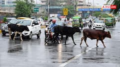 दक्षिण बिहार में मानसून हुआ एक्टिव, पटना समेत कई जिलों में झमाझम बारिश; जानें IMD का अपडेट