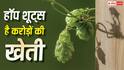 Hop Shoots Vegetable: ये है दुनिया की सबसे महंगी सब्जी, 1000 यूरो प्रति किलो है दाम; कैसे करें इसकी खेती? 