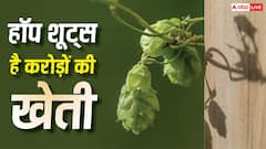 ये है दुनिया की सबसे महंगी सब्जी, 1000 यूरो प्रति किलो है दाम; कैसे करें इसकी खेती? 