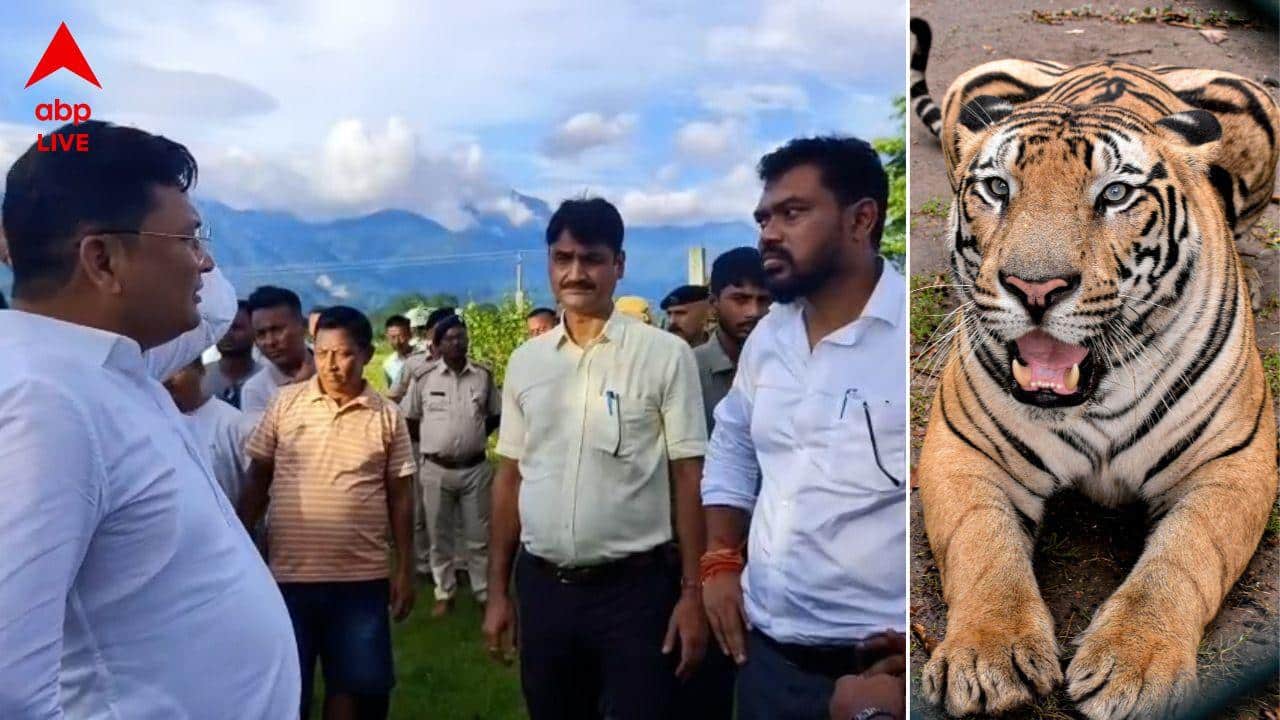 Tigers in Buxa: শুধু সুন্দরবন নয়, এবার উত্তরবঙ্গেও দেখা মিলবে বাঘমামার, বাঘেরা পুনর্বাসন পাবে বক্সা টাইগার রিজার্ভে