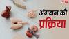 Organ Donation: किस उम्र तक के लोगों को लगाए जा सकते हैं 7 साल के बच्चे के अंग? समझें पूरा प्रोसेस