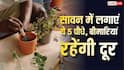 Medicinal Plants for Balcony : सावन में इन 5 जादुई पौधों से सजाएं अपनी बालकनी, आसपास भी नहीं आएंगी बीमारियां