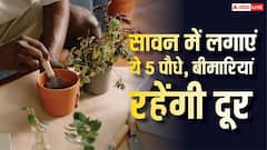 सावन में इन 5 जादुई पौधों से सजाएं अपनी बालकनी, आसपास भी नहीं आएंगी बीमारियां