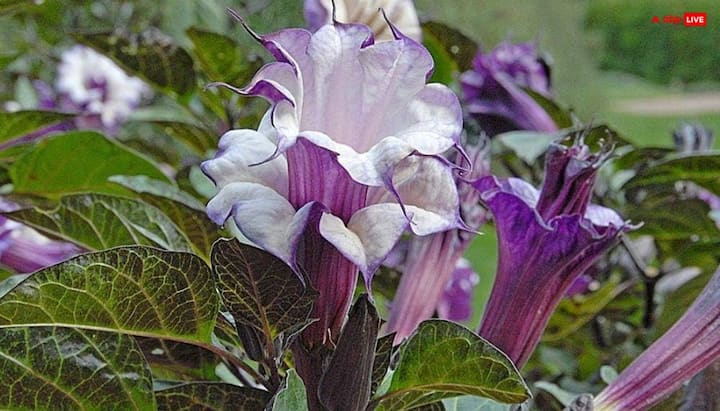 Those who wish to have a child should do Shiva Sadhana with Dhutra flowers in Sawan. Offer these flowers on Shivling and express your wishes. It is said that with the blessings of Lord Shiva, the baby's cries soon echo in the house.