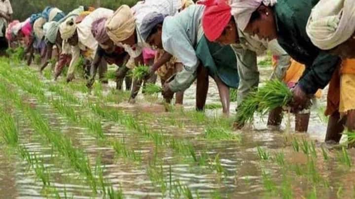 इसके अलावा पौध उखाड़ने से ठीक एक दिन पहले नर्सरी में हल्का पानी जरूर लगा देना चाहिए. ऐसा करने से मिट्टी पूरी तरह से मुलायम हो जाती है. और जब आप पौधे उखाड़ते हैं तो उनकी जड़ें टूटती नहीं हैं. सुरक्षित जड़ों वाले पौधे नए खेत में बहुत जल्दी और आसानी से अपनी पकड़ बना लेते हैं.