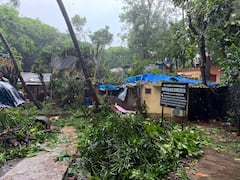 मुंबईत तीन दिवसांत 400 झाडं पडली, 600 फांद्या तुटल्या; दोघांचा मृत्यू, महापालिका आयुक्तांनी दिली माहिती