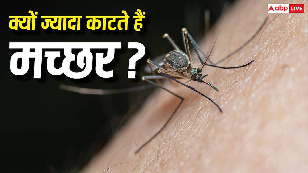 कुछ लोगों को ज्यादा क्यों काटते हैं मच्छर, क्या है इसके पीछे की वजह? कुछ लोगों को ज्यादा क्यों काटते हैं मच्छर, क्या है इसके पीछे की वजह?