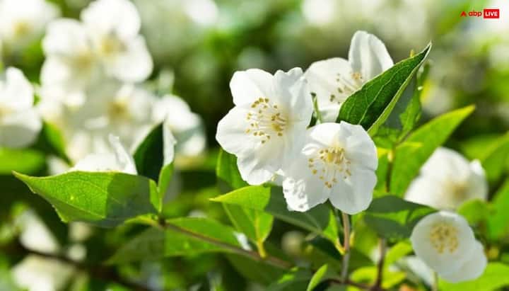 In Saavan, offer wood apple flowers along with bel leaves to Shiva. According to astrologer Anish Vyas, this remedy is effective in increasing love, trust and mutual harmony between husband and wife and reducing obstacles in marital life.