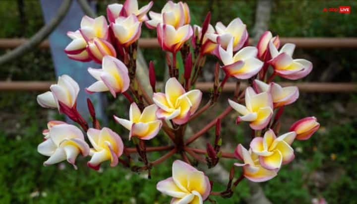 According to religious beliefs, some flowers are not offered to Lord Shiva, like Ketaki (Kevda) flower, Champa flower. Both these flowers are mentioned in the stories related to Shiva Purana, due to which they are considered prohibited in Shiva worship.