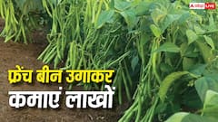 अपने खेत में कैसे उगा सकते हैं फ्रेंच बीन? लाखों रुपये की होगी कमाई
