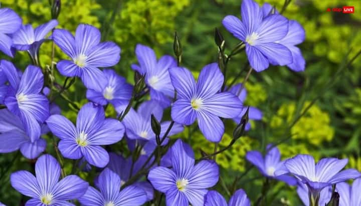 Offering linseed flowers on Shivalinga in the month of Shravan is considered auspicious. It is believed that this brings blessings of strengthening the financial condition, bringing happiness and prosperity in life and the blessings of Lord Shiva remain on the family.
