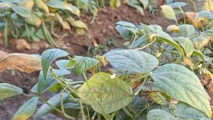 बुवाई से पहले खेत की दो से तीन बार अच्छी जुताई करके मिट्टी को भुरभुरा बना लेना चाहिए. इसके बाद खेत में उचित दूरी पर क्यारियां या मेड़ तैयार की जाती हैं. लाइनों में बुवाई करने से पौधों को फैलने के लिए सही जगह मिलती है. और बाद में निराई-गुड़ाई करने या फलियां तोड़ने में काफी आसानी होती है.