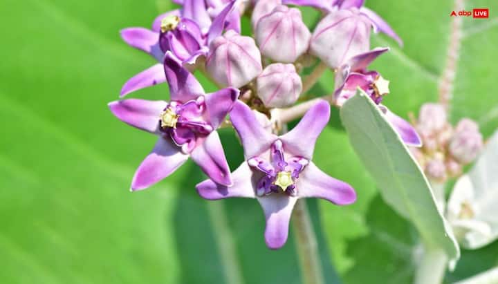 To get relief from diseases, defects and mental problems, Lord Shiva should be worshiped with flowers in Saavan.