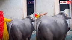 बच्चों जैसी जिद्दी है ये भैंस! बिना TV देखे नहीं देती एक बूंद दूध, नखरे देख पकड़ लेंगे सिर