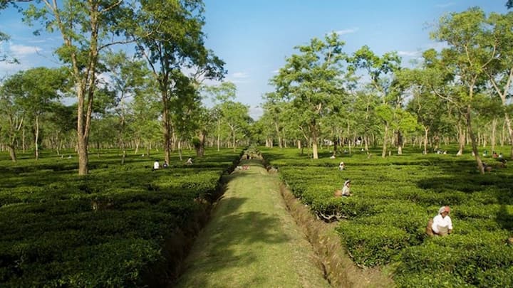 फसल की अच्छी बढ़त और पत्तियों की बेस्ट क्वालिटी के लिए ऑर्गेनिक फार्मिंग का तरीका अपनाएं. खेत की तैयारी के समय और बाद में भी वर्मीकंपोस्ट यानी केंचुआ खाद और नीम की खली जैसी जैविक खादों का इस्तेमाल करें.