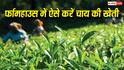 अपने फार्महाउस पर कैसे करें चाय की खेती, जानिए कैसे इस काम को संभव बना सकते हैं आप?