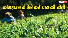 अपने फार्महाउस पर कैसे करें चाय की खेती, जानिए कैसे इस काम को संभव बना सकते हैं आप?